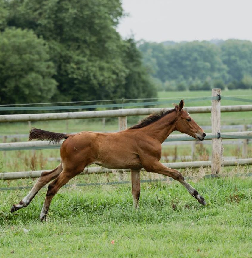 Peppe Gio Montbaut à 2mois et demi